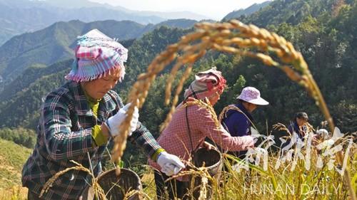 荆竹瑶族乡迈向繁荣和谐新篇章，最新发展规划揭秘