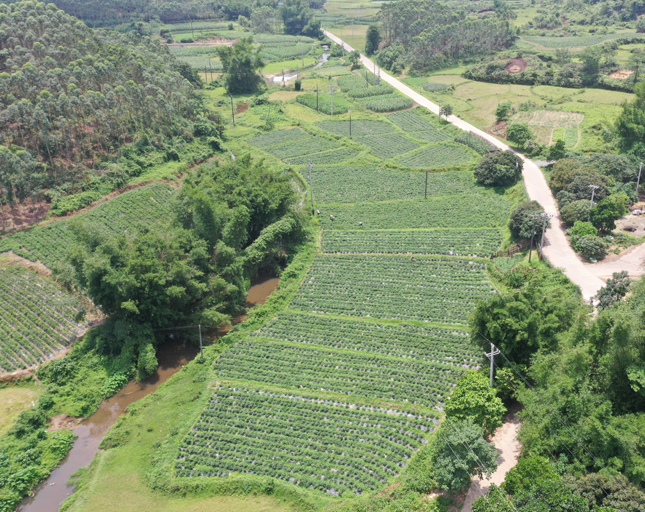 防城区滩营乡最新项目，引领地方发展的强大引擎